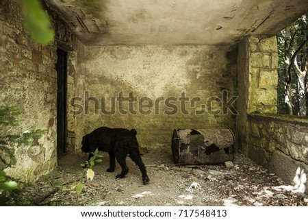 A black dog in an abandoned forest house
