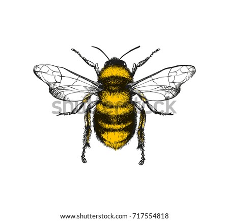 Vector engraving illustration of honey bee on white background Royalty-Free Stock Photo #717554818