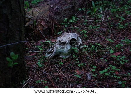 Skull in the dark woods
