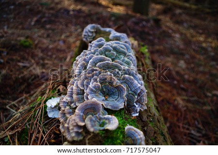 Turkey Tail Mushrooms(Trametes versicolor)
