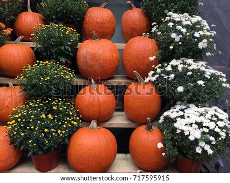 Pumpkins with white, yellow and orange mums on a wooden stall