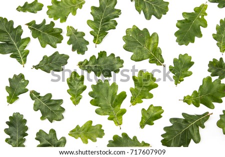 scattered acorns and leaves as wallpaper on the white background.