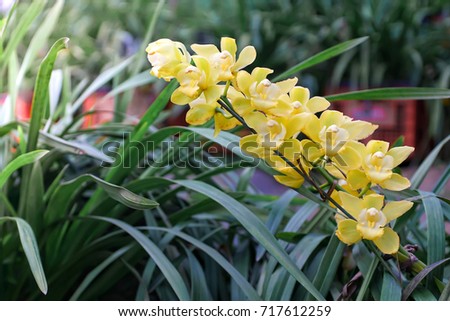 Yellow cymbidium orchid in cymbidium orchid farm, sympodia plant, cut flowers for sale Royalty-Free Stock Photo #717612259