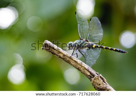 Image of Tetrathemis Platyptera dragonfly / Pygmy Skimmer on a branch. Insect. Animal