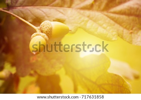 Yellow autumn oak tree background. Acorns on branch in yellow light