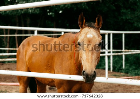 horse in a cage
