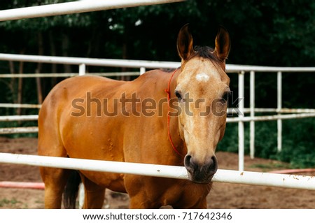 horse in a cage