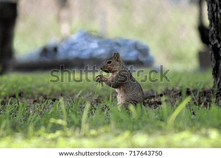 Backyard squirrel ignores a photographer while still being careful while she eats. 