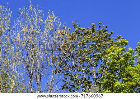 the tops of different trees in the spring season during the appearance of the first foliage and flowering. photo on the background of the blue sky