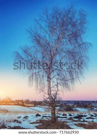 beautiful winter field landscape with lonely birch tree. After sunset colorful long exposure landscape.