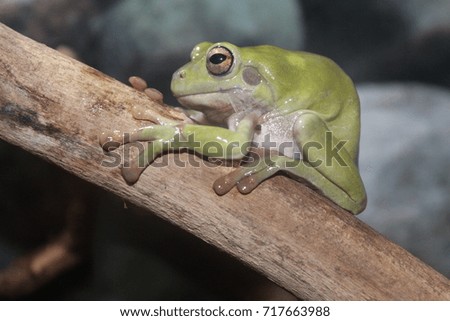 A small Australian toad sits on a branch