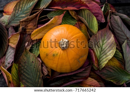 Pumkin on leaves