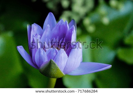 photo  photography  picture Purple lotus photo  photography  picture Purple lotus