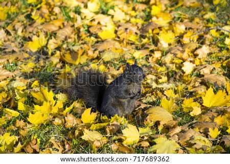 Cute black squirrel at wild natural park on Autumn day