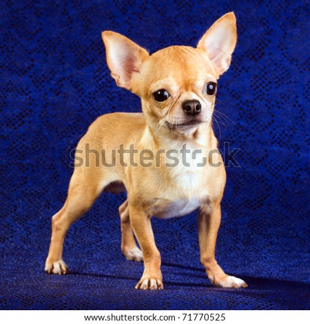 Short coat chihuahua on a blue background