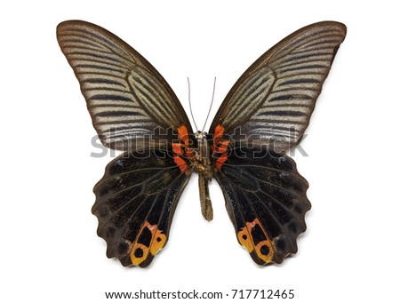 Image of Great Mormon Butterfly (Papilio memmon) on white background. Insect. Animal