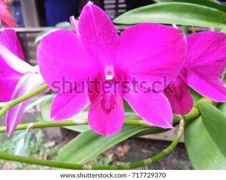 Beautiful fresh orchid flowers.