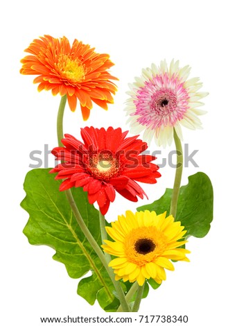Beautiful bouquet of gerbera flower isolated on white background