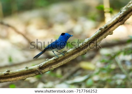 Closed up adult Black-naped monarch or black-naped blue flycatcher (Hypothymis azurea) sit on the curved vine in the nature , KaengKrachan NP, The jungle of Thailand