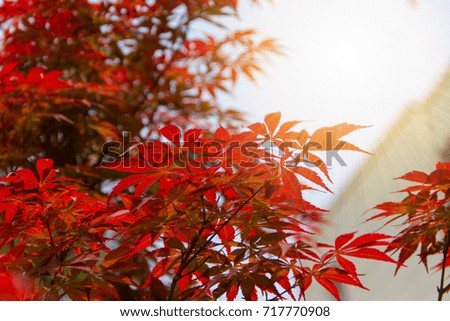red leaves and the sun