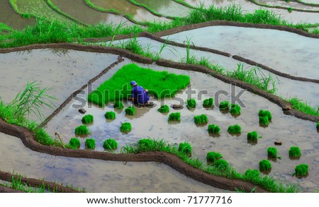 Planting rice on hill. Bali. Indonesia
