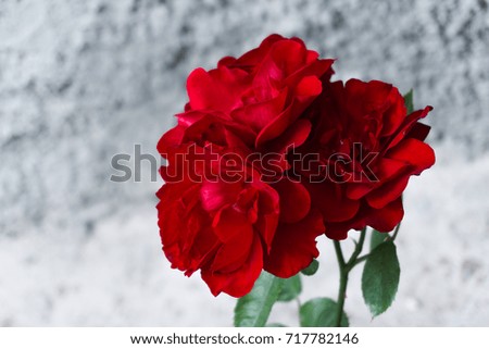 Red roses on a gray background.  Nature background 