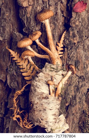 Decorative composition of mushrooms, birch bark and forest leaves on the bark of a tree. Vintage image. Vegetarianism Top view Decor
