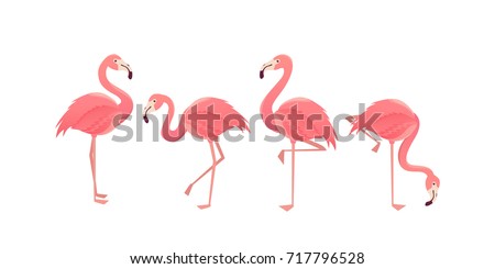 Flamingo bird illustration design on background Royalty-Free Stock Photo #717796528