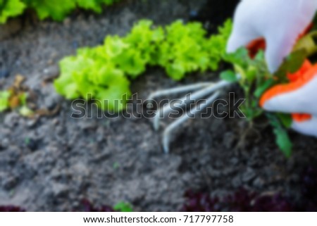Gardening, weeding weeds. Gardening. blurred abstract background