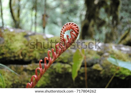 Amazing growing red fern in the rainforest of Costa Rica 