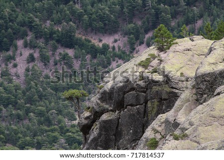 The view of rock formation with pines on background, Corse, France.