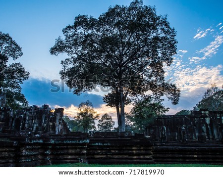 The great nature creation of strong ancient tree, there shape and branches of leaves look so nice and perfect behind the walkway to the castle of Angor Thom, the worldâ??s heritage behind Angor Wat.