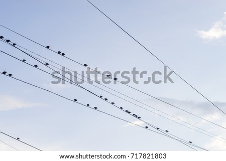 Numerous thrushs sit on wires against blue sky background in back lit
