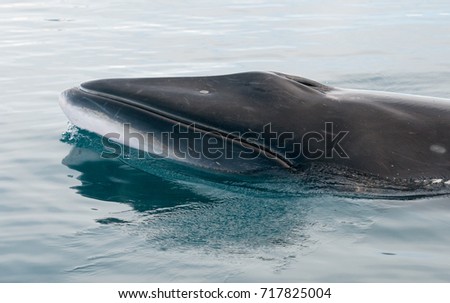 Antarctic Minke whale surfacing, Antarctic Peninsula Royalty-Free Stock Photo #717825004