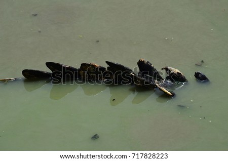 Tail of siamese crocodile poke on the water, reptile in the marsh.
