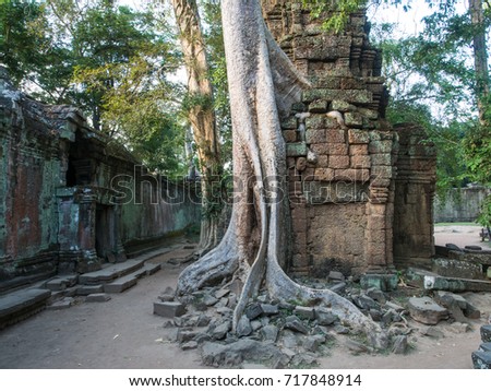 The sunlight shining to the powerful root of the tree that destroy the historic remains of Cambodia's most famous place, Angor Wat. The buildings will collapse soon but the growth of the tree.