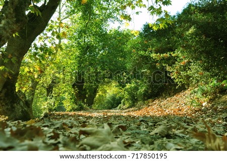 Autumn view of forest. Path, trees and dry leaves in the forest