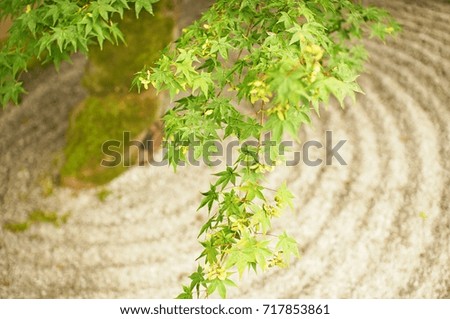 Green leaf in Japanese rock garden