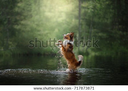dog border collie in the water on the lake
