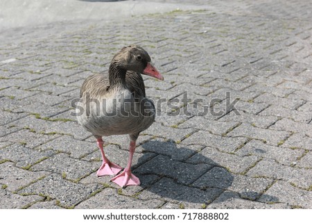 Duck walking on sidewalk