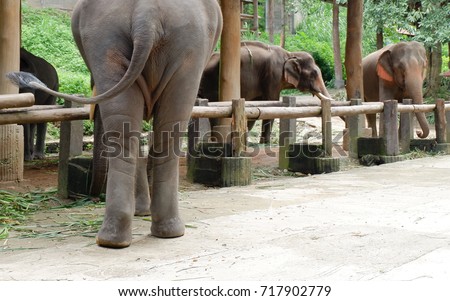 Elephants resting, Maesa elephant camp, Mae Rim, Chiang Mai, Thailand