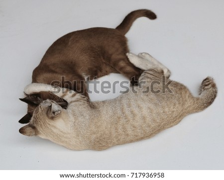 cats playing on white background.