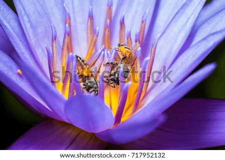 Bee collecting pollen in lotus