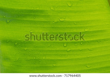 banana leaf / green leave
