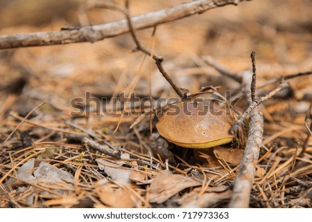Autumn outdoor lifestyle and wild nature concept. Side view of beautiful fresh edible boletus mushroom in the natural conditions. Detailed close up shot with selective focus and blurred background.