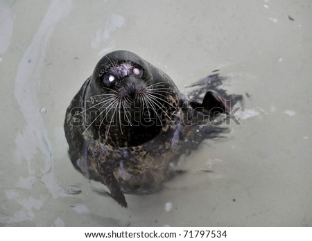 The Harbour (or Harbor) Seal (Phoca vitulina), also known as the Common Seal