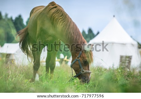 Red horse in grass field against sky. White tents on background.