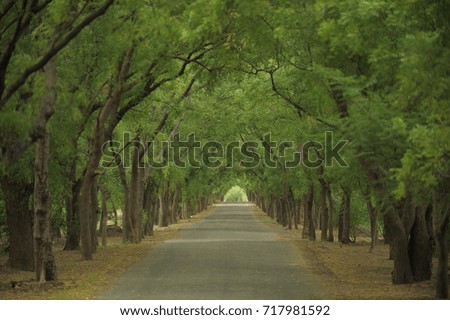 tree tunnel with road in summer season