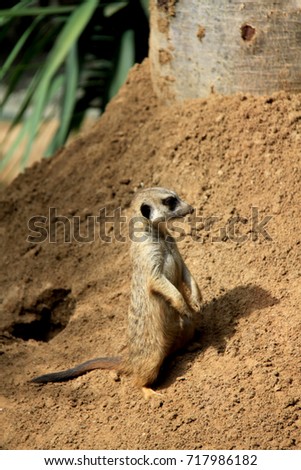 Cute meerkat animal