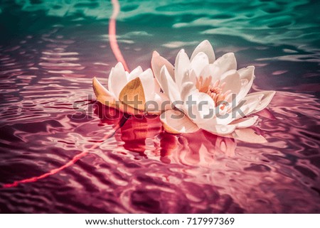 Elegant and beautiful water lily floating in bright sunlight